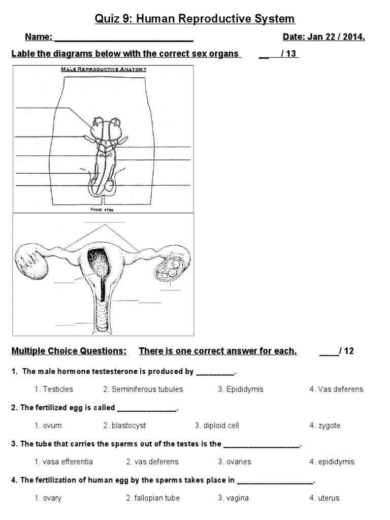 Female Reproductive System Diagram Quiz