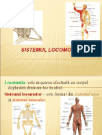 sistemul_locomotor (1)