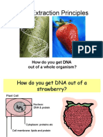 DNA Extraction Principles: How Do You Get DNA Out of A Whole Organism?