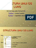 structura_unui_os_lung