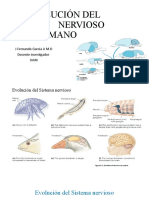 5-Evolución Del Sistema Nervioso Humano