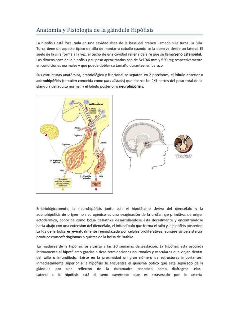 Anatomía y Función de la Hipófisis | PDF | Glándula pituitaria | Hormona