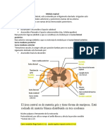 Médula Espinal