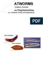 Flatworms: Phylum Platyhelminthes