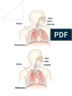 Slika Organi Za Disanje