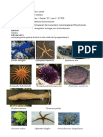 Echinodermata Jenis dan Klasifikasi