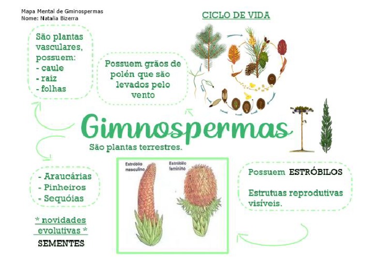 Mapa Mental Gimnospermas | PDF