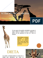 Nutrición de las jirafas: Dieta, alimentación y recomendaciones