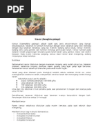 Download kencur by ibnu sabil SN4908017 doc pdf