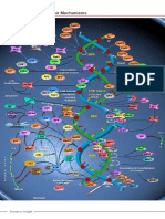 DNA Repair Mechanisms