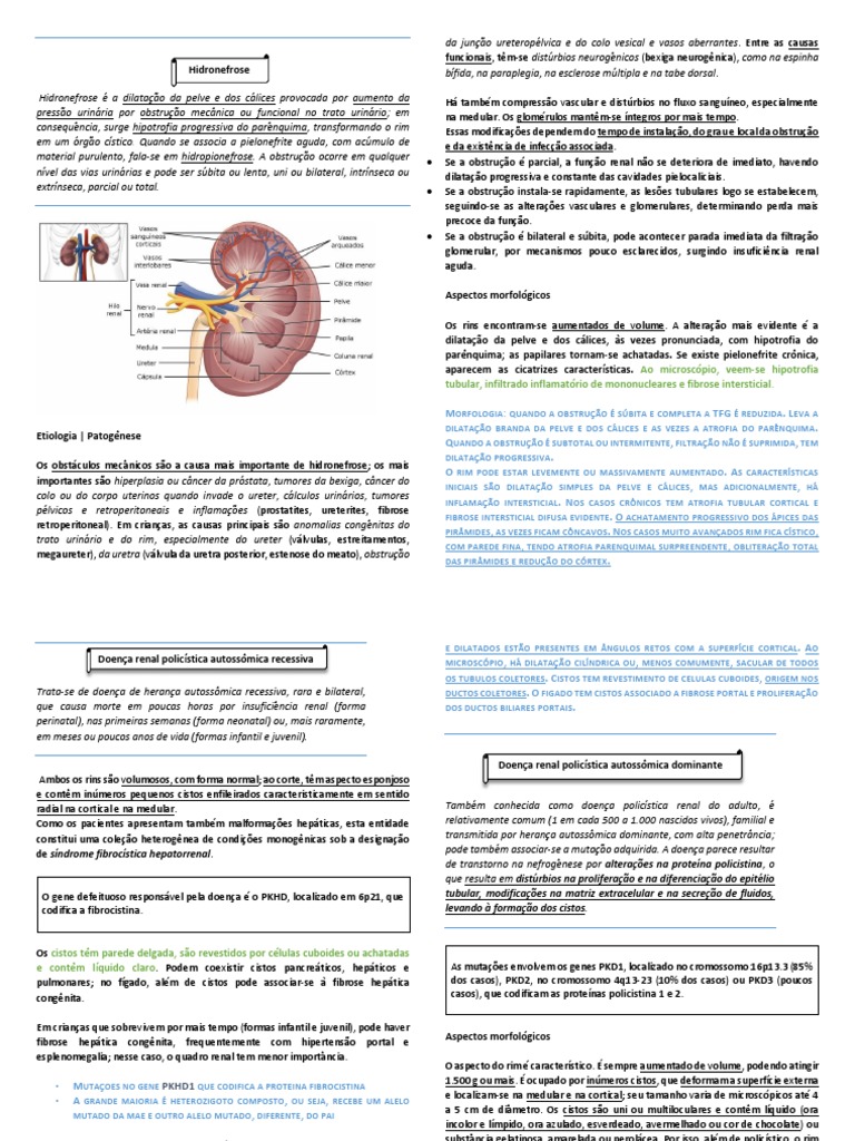 Hidronefrose: Causas e Morfologia Renal | PDF | Rim | Hipertensão