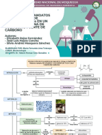 PRODUCCIÓN DE POLIHIDROXIALCANOATOS (PHAs) A PARTIR DE Ralstonia Eutropha EN UN MEDIO CON HARINA DE YUCA COMO FUENTE DE CARBONO