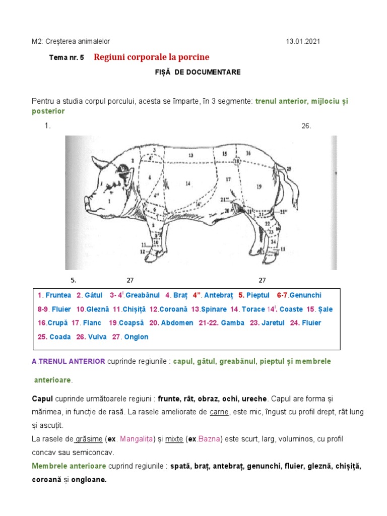 Regiunile Corporale PORCINE | PDF