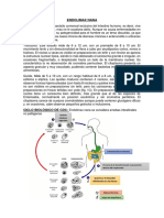 Trabajo de Investigación Parasitos