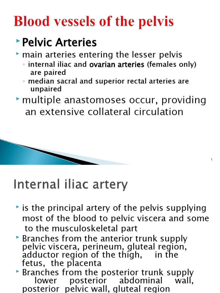 Pelvic Arteries: Multiple Anastomoses Occur, Providing An Extensive ...