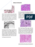 Renal Pathology PDF