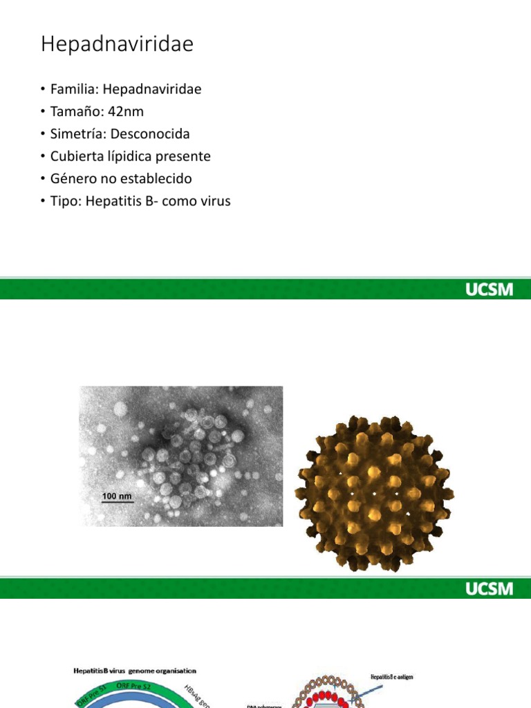 Características del virus Hepadnaviridae | PDF