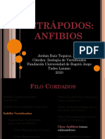 ZOOLOGÍA DE VERTEBRADOS Clase 5 Tetrápodos Anfibios