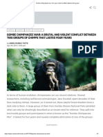 Gombe Chimpanzee War - Four-Year Violent Conflict Between Two Groups