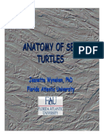 Anatomy of Sea Turtles