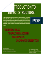 Insect Structure PDF