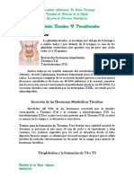 Glándula Tiroides y Paratiroides.