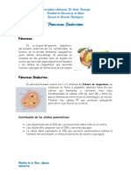 Páncreas Endocrino y Glándula Suprarrenal