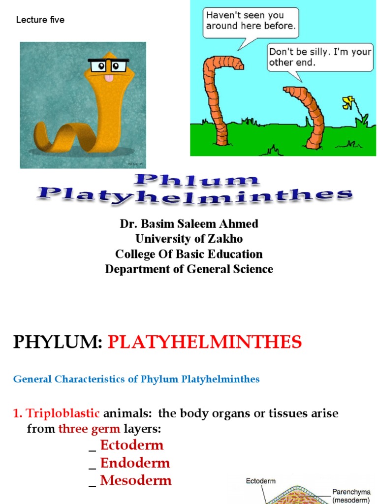 Platyhelminthes Overview and Regeneration | PDF | Zoology | Anatomy