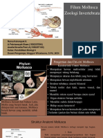 PPT Zooinver Kelompok 9 (Mollusca)