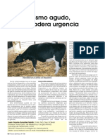 Causas y tratamiento del timpanismo agudo en vacas
