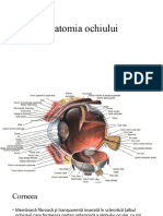 Anatomia Ochiului