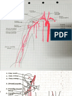 Anatomía Dib