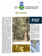 Die Ulme PDF