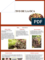 CULTIVO DE LA OCA: SUELOS, TEMPERATURA Y ÉPOCA DE SIEMBRA