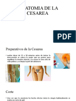 Anatomia de La Cesarea