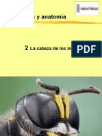 Clase 02 Entomología (Cabeza de Los Insectos)