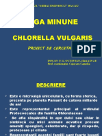 Chlorella Vulgaris