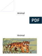 Animal PDF