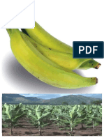 Pub Banane