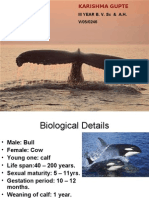 Whales-