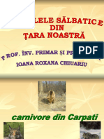 0_animale_salbatice_din_romania