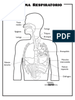 Sistema Respiratorio para Imprimir PDF