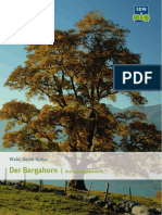 Der Bergahorn