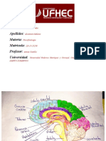 estructura cerebral