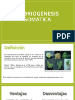 Embriogenesis Somatica PDF