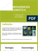 Embriogenesis Som-Cultivo PDF