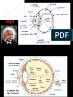 Embriología Ojo y Oído