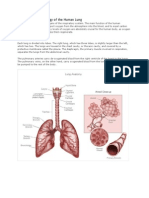 Anatomy and Physiology of The Human Lung