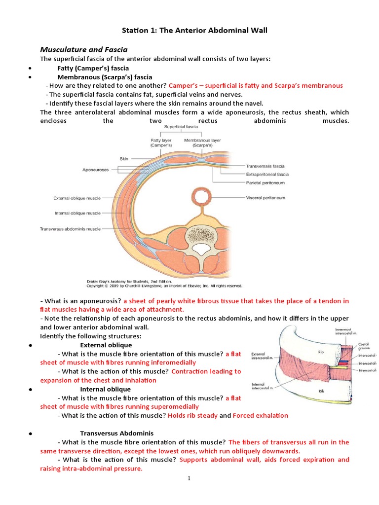 Musculature and Fascia: Station 1: The Anterior Abdominal Wall | PDF ...