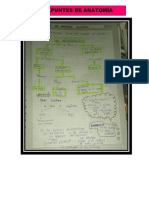 Anato 4 PDF